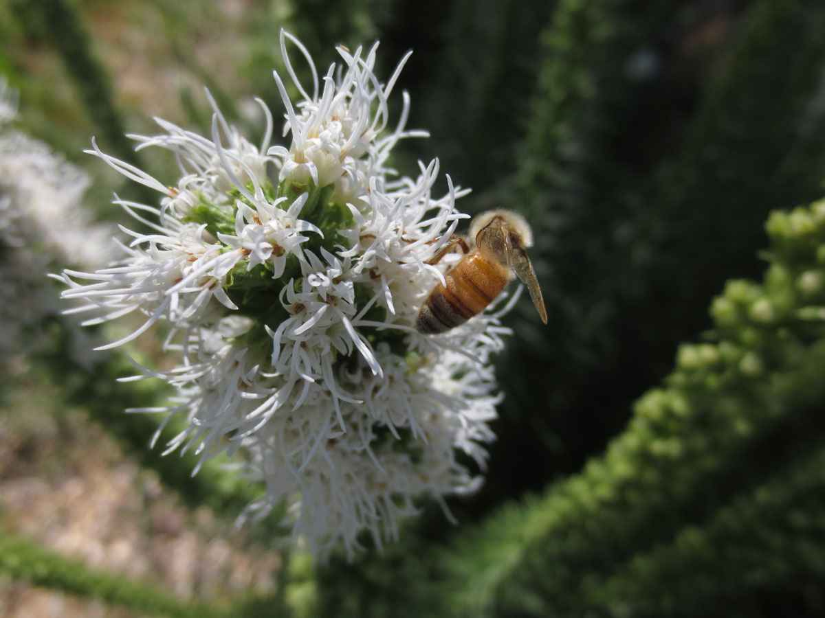 Honeybee on liatris by Susan Fluegel